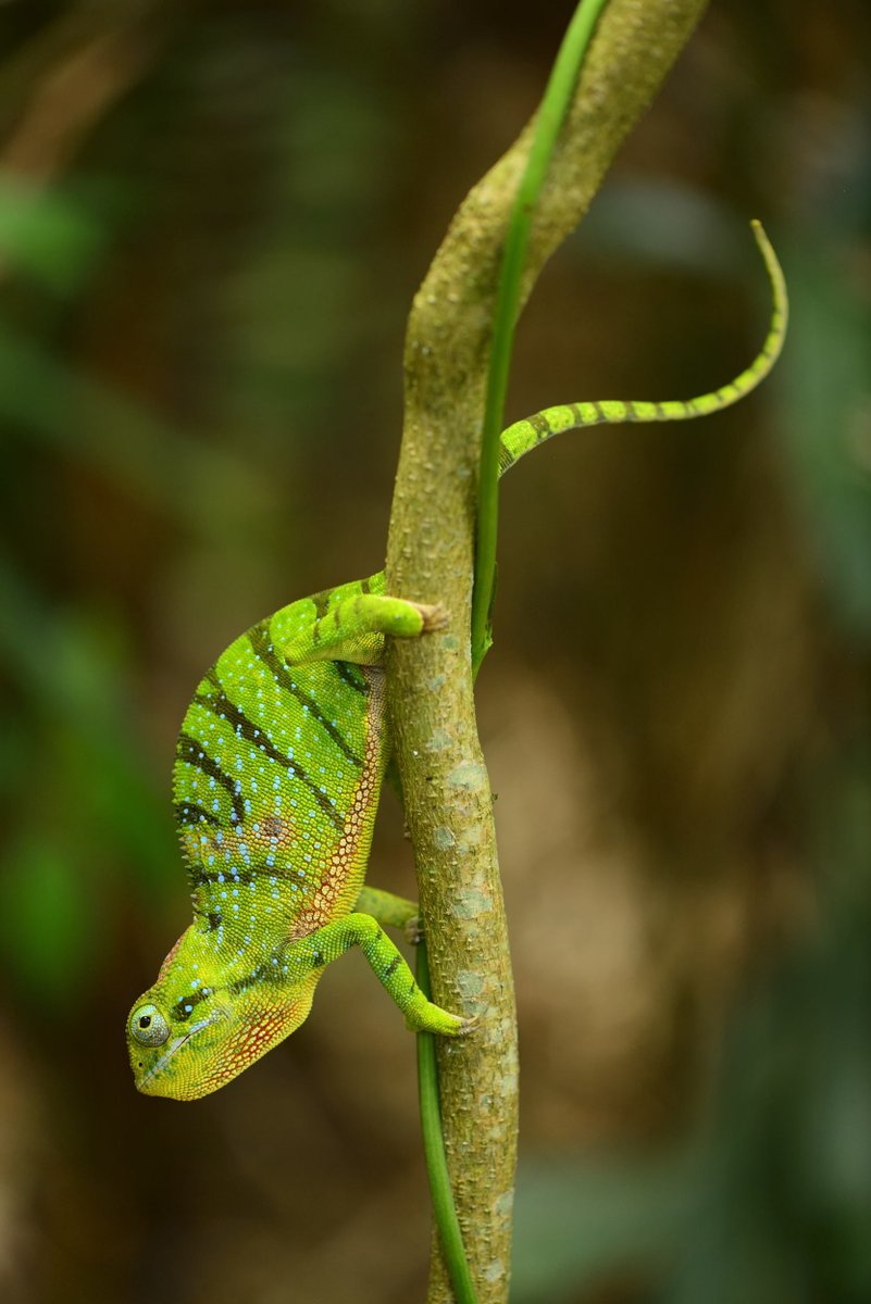 Chameleons, Chamaeleonidae (96 species), might have originated on Madagascar—the jury is still out. Madagascar has five genera, ranging from the cat-sized Furcifer oustaleti to the TINY Brookesia micra and relatives. New species are discovered all the time. #WorldLizardDay