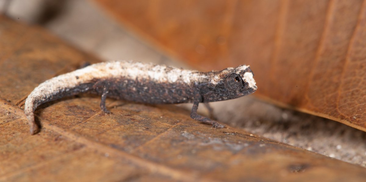 Chameleons, Chamaeleonidae (96 species), might have originated on Madagascar—the jury is still out. Madagascar has five genera, ranging from the cat-sized Furcifer oustaleti to the TINY Brookesia micra and relatives. New species are discovered all the time. #WorldLizardDay