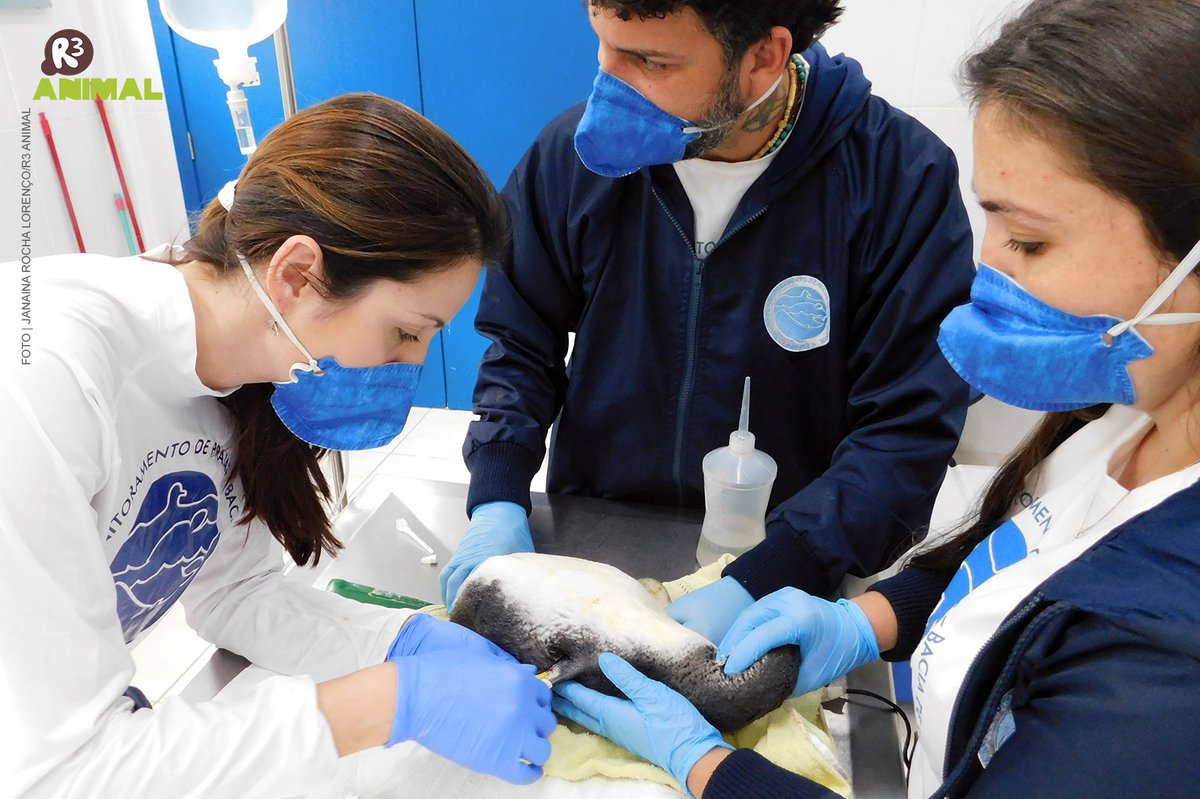 R3_Animal's tweet photo. Já viu transfusão de sangue entre pinguins? 🐧🐧 https://t.co/owFwGGUDeD #Penguins #Spheniscusmagellanicus #veterinary #MarineBiology #Seabirds https://t.co/2G8p2SLXtH