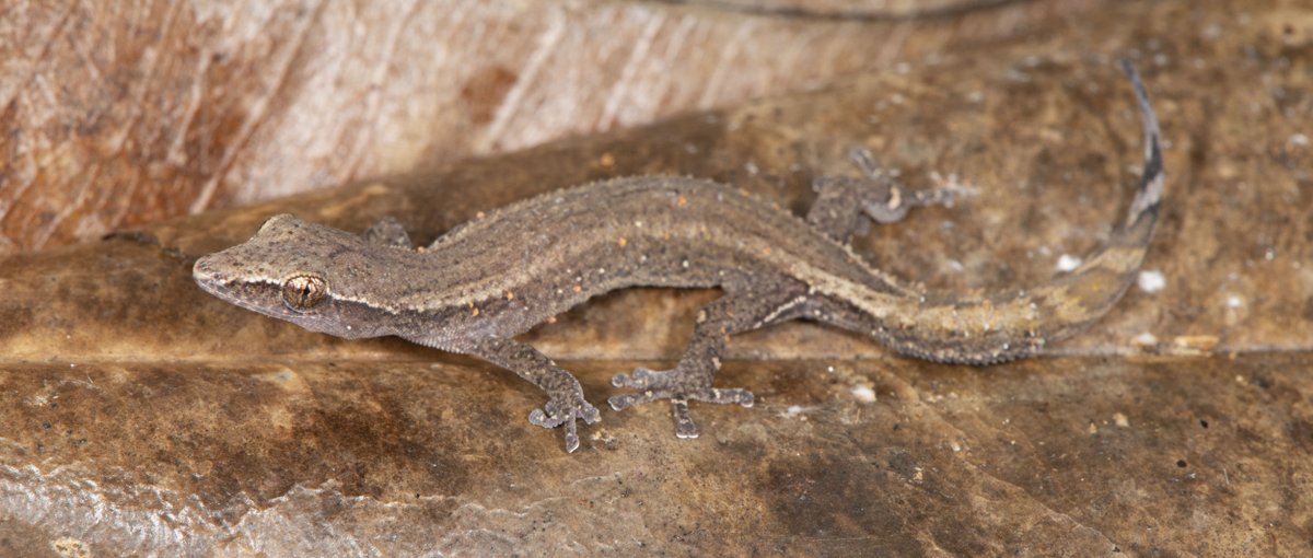 But the most speciose group of squamates on Madagascar are the geckos, Gekkonidae (121 species, with new species coming out every year). Madagascar was colonised AT LEAST TEN TIMES by geckos, and they diversified like CRAZY.  #WorldLizardDay