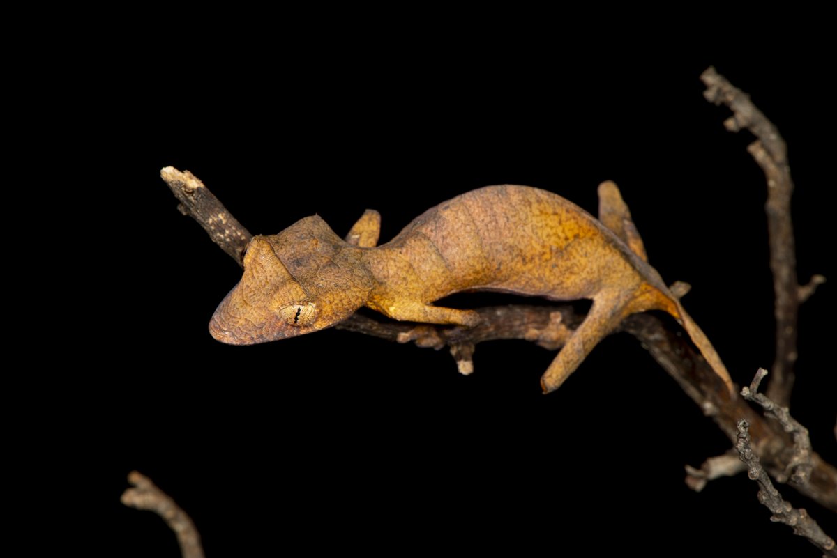 But the most speciose group of squamates on Madagascar are the geckos, Gekkonidae (121 species, with new species coming out every year). Madagascar was colonised AT LEAST TEN TIMES by geckos, and they diversified like CRAZY.  #WorldLizardDay