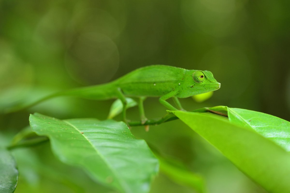 Chameleons are not to be outdone, of course.This is Calumma marojezense, a very cryptically coloured species endemic to a small massif in the northeast of Madagascar. #WorldLizardDay