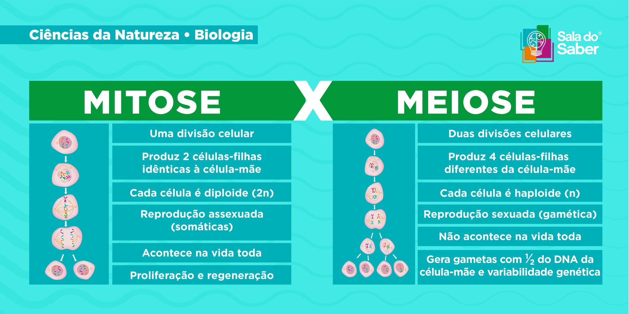 Mitose e meiose: o que são, diferenças e importância