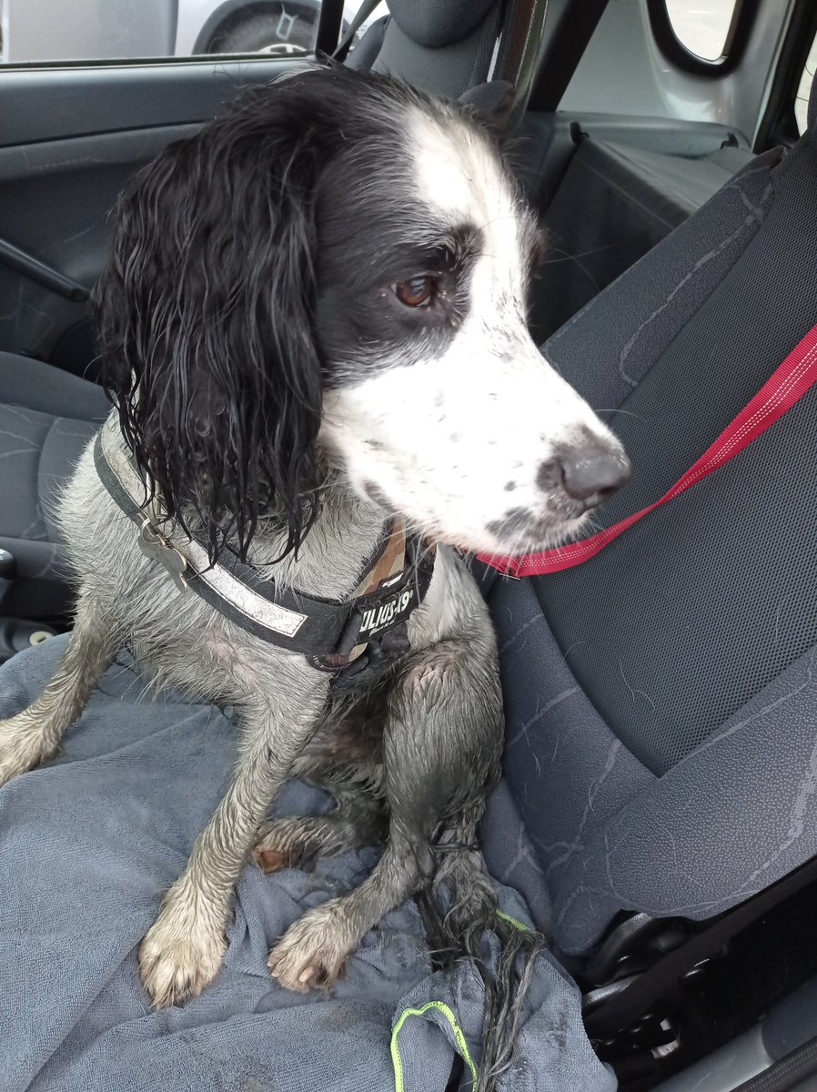 stephaniemain2's tweet photo. So 30 seconds into his walk this twat went into th black oil and silt.... Hosed down and 3 baths later ... And he is still filthy ffs. In other news .... Anyone want a spaniel ...used to be white π #testingme #zerofucksgiven https://t.co/PBNAsZFir9