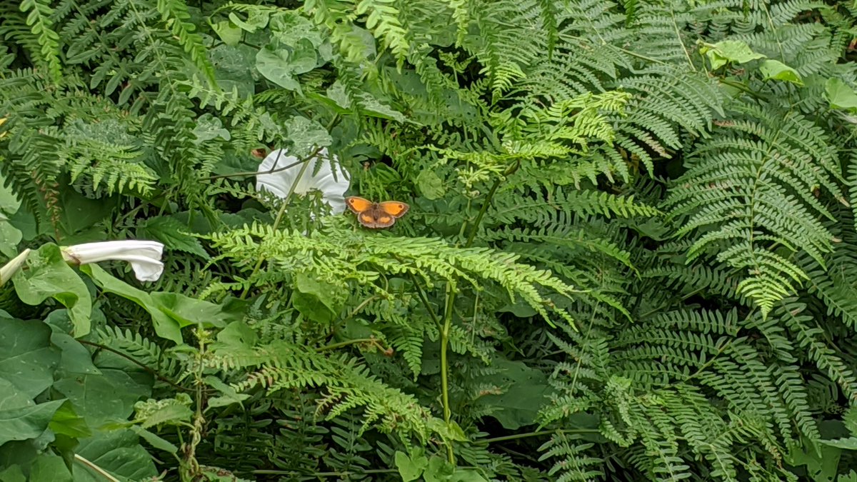 karnlt's tweet photo. A lovely walk in the woods around  @mountsorrelrail and lunch in their cafe. https://t.co/L0RIRcBObk https://t.co/5TxF8tbnia