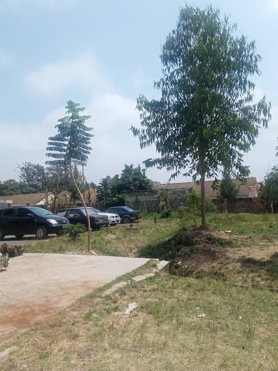 CalvinMirindo's tweet photo. Two years back I mobilised my neighbors we plant trees on this open space. It was hectic taking care of them from kids during holidays.I later moved but always proud of the success it came to be. I don't own a house there but coming generations will enjoy the shade and fruits. https://t.co/uEy8yF3XUh