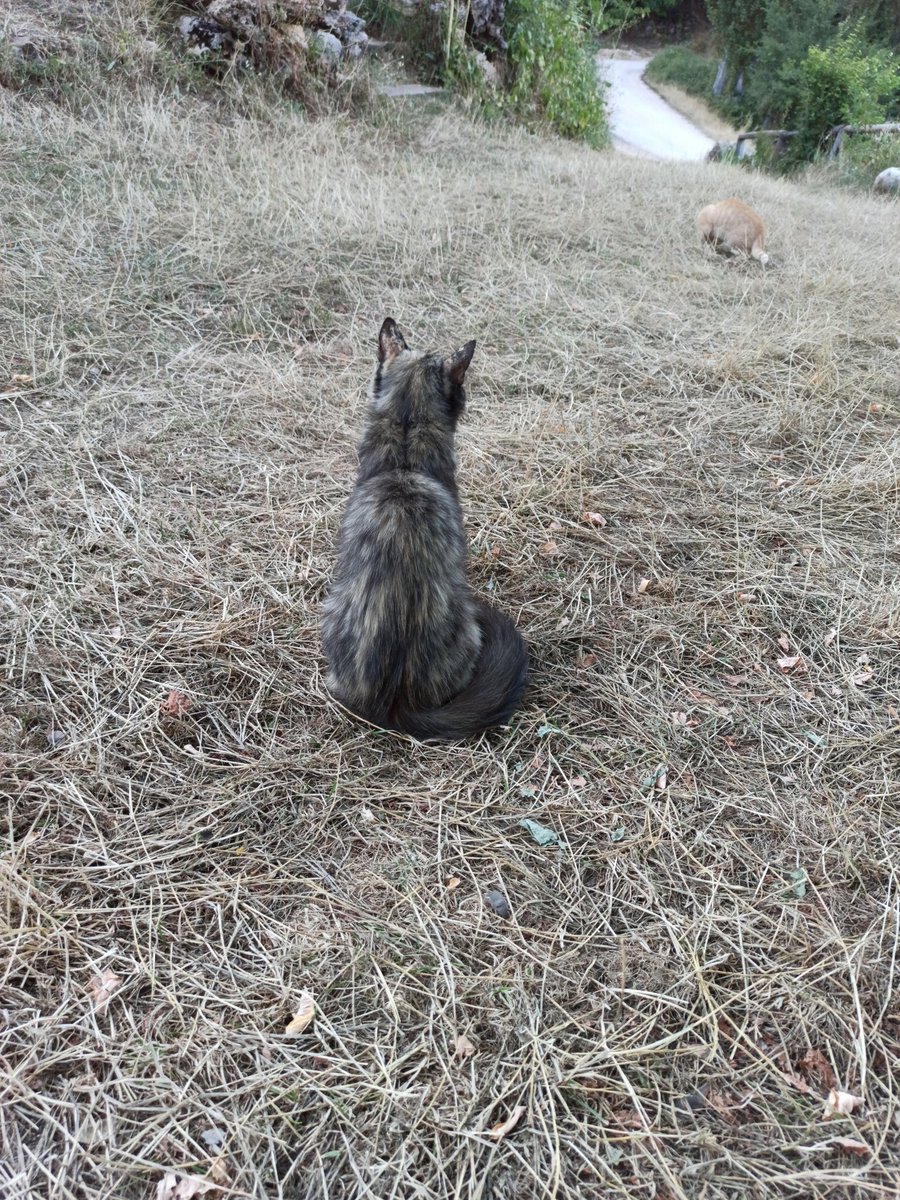 xenx_ib's tweet image. GATOS