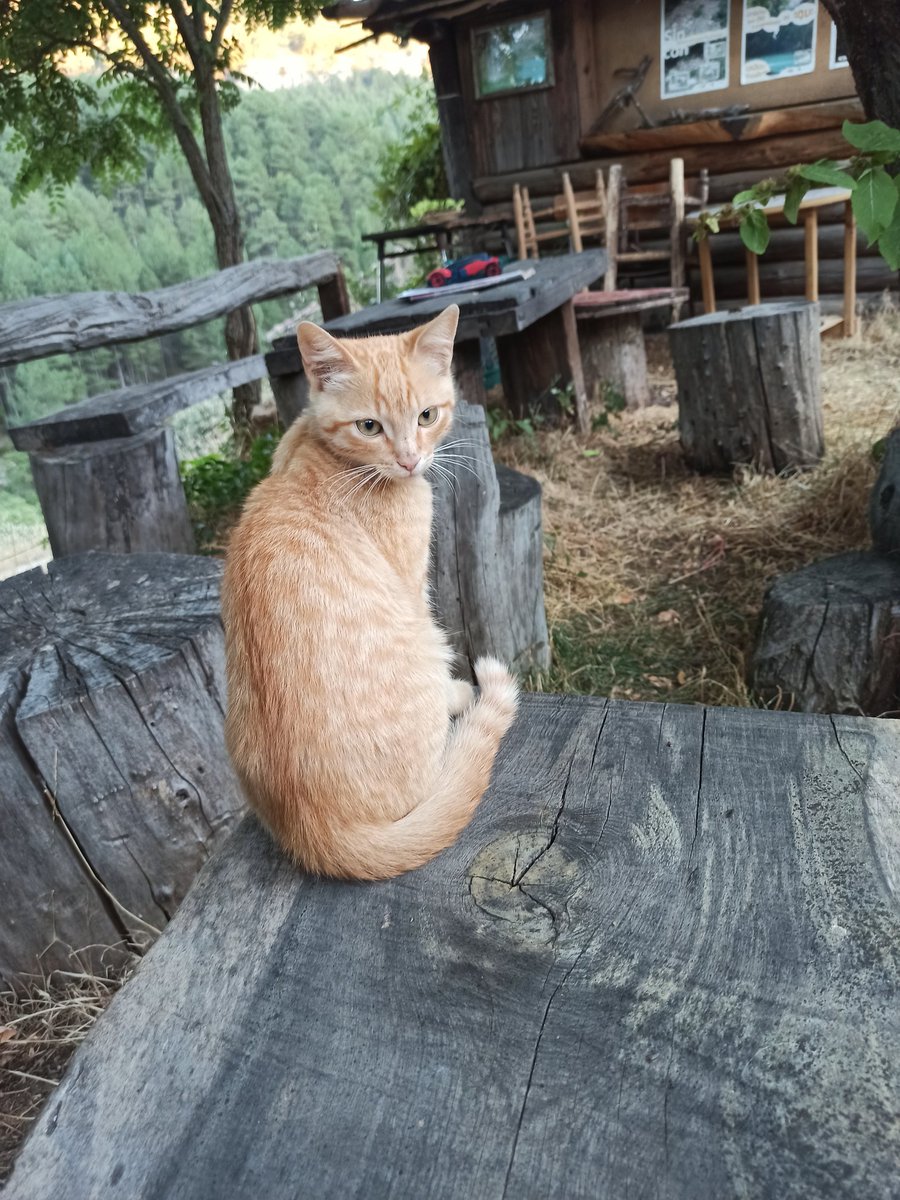 xenx_ib's tweet image. GATOS