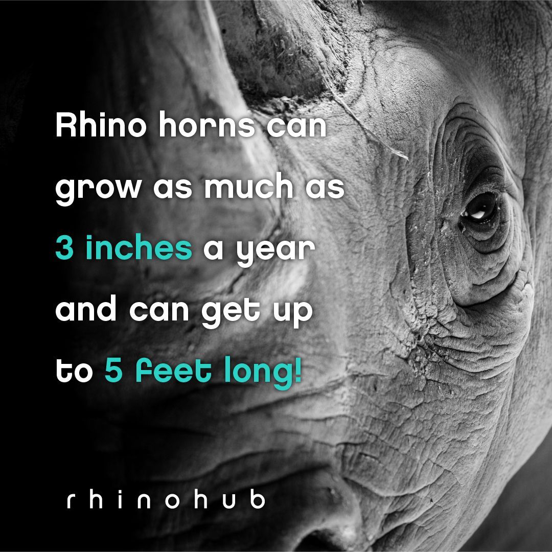 RhinoHub's tweet image. Did you know? 
.
.
.
.
#dyk #rhinofact #getdungdone
