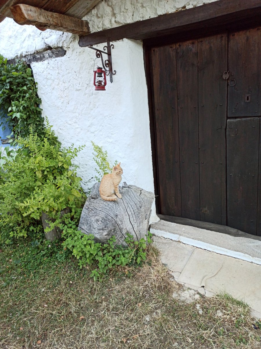 xenx_ib's tweet image. GATOS