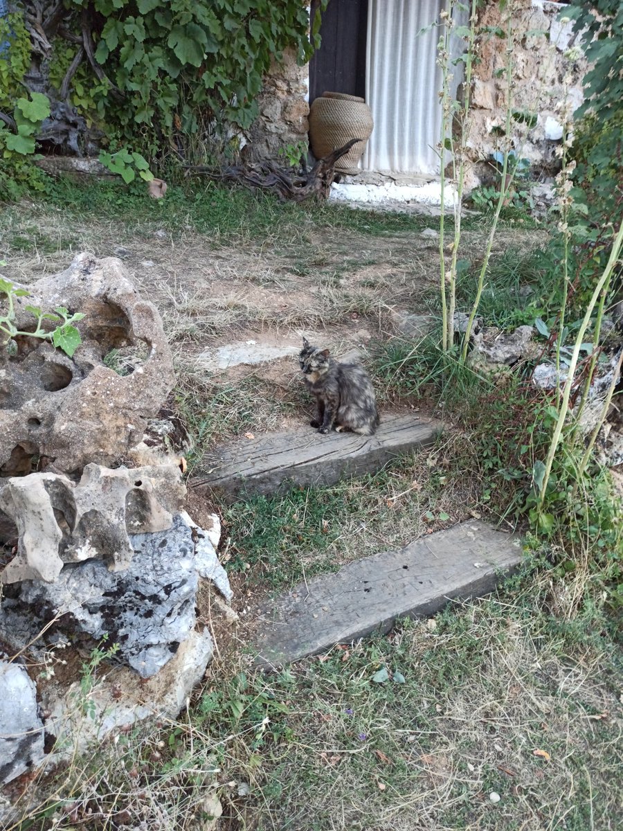 xenx_ib's tweet image. GATOS