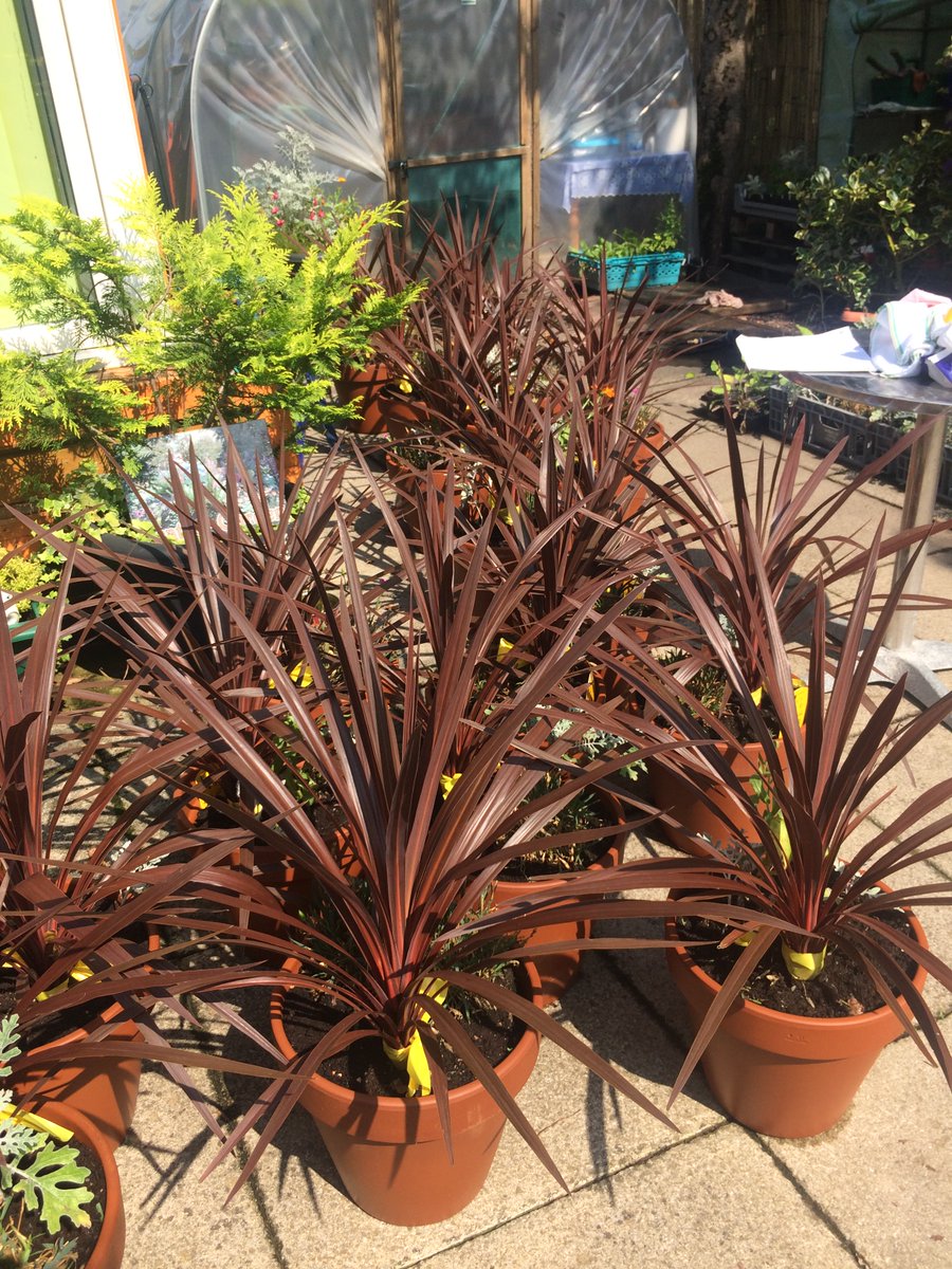 EastpinesP's tweet photo. Huge thank you to our amazing volunteers and @lancsfoundation Lancashire COVID-19 community support fund for allowing us to get out our Pots of Hope this weekend to people in the area who have lost someone during the covid pandemic. Every smile &amp; virtual hug is worth 10 https://t.co/WC1qKNCbKW