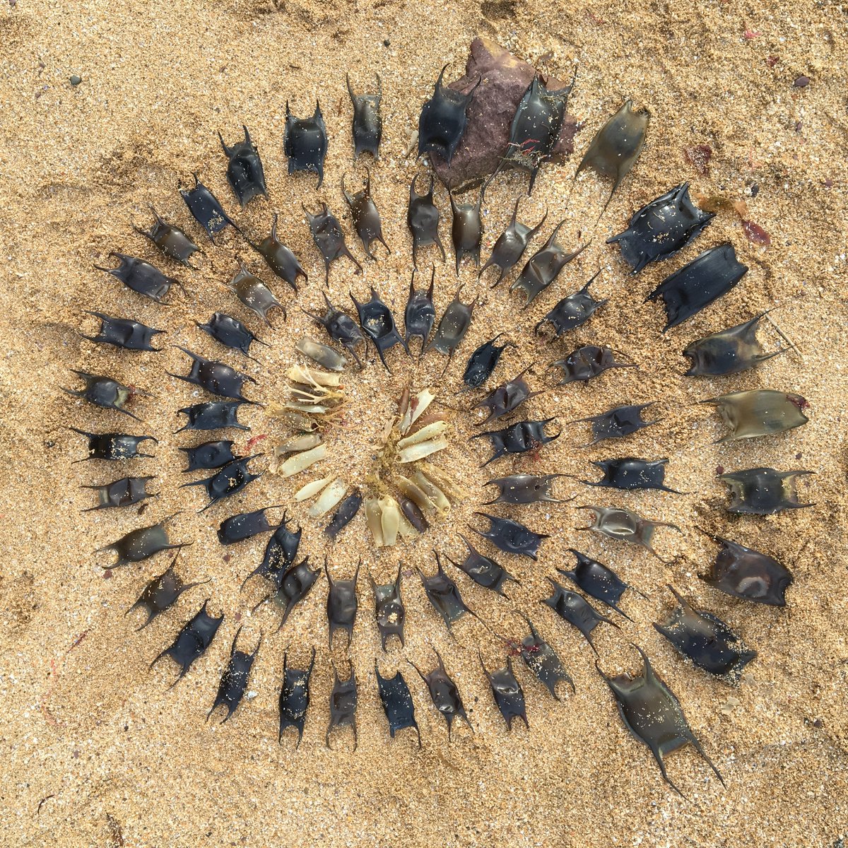 The Shark Trust tweet media