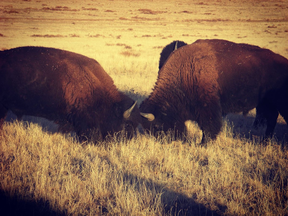 JG_Bison's tweet photo. #BisonFactFriday During the rut, bison emotions run high. Bulls are on the hunt for females to breed with & concerned with establishing dominance over other males. Cows are concrrned with protecting their calves from accidental interactions with bulls & keeping them safe. https://t.co/7Esh8HWEiY