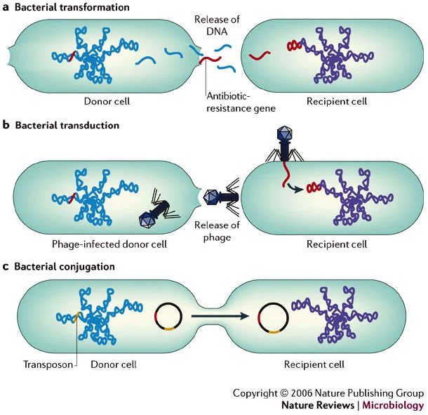 Horizontal gene transfer for acquired resistance can happen in 3 ways: transformation, transduction (via bacteriophage viruses) and conjugation, this is explained well in the article linked!! img:  https://www.nature.com/articles/nrmicro1325/figures/2