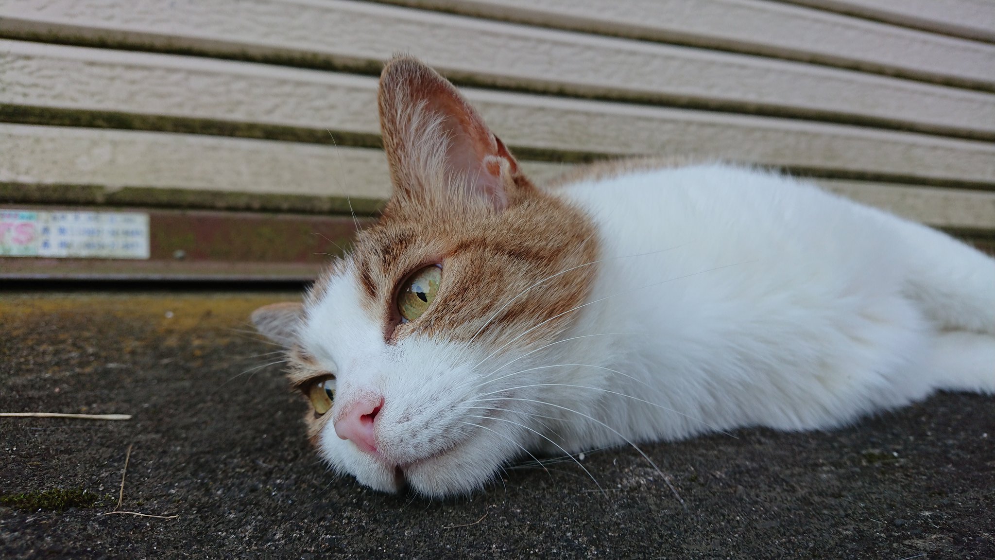 黄金猫 暑さで放心状態なのか 猫 ねこ 猫好き 猫写真 猫のいる幸せ 猫のいる暮らし 猫のいる生活 スマホ写真 暑さ 放心状態 T Co U1repbexyv Twitter