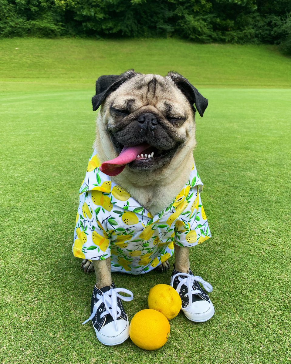 itsdougthepug's tweet photo. Ur my main squeeze 🍋 https://t.co/HGEc0WJyzR