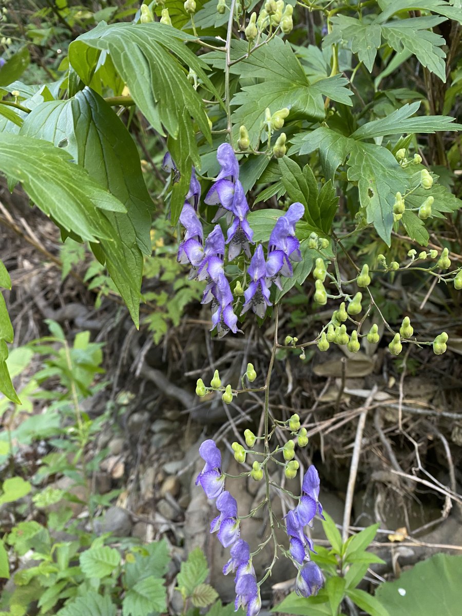 徳田龍弘 ばいかだ トリカブト エゾトリカブトなのかな 葉っぱで見てたけど 変異が大きいので 最近はトリカブトさっぱりわからない とりあえず綺麗ですな