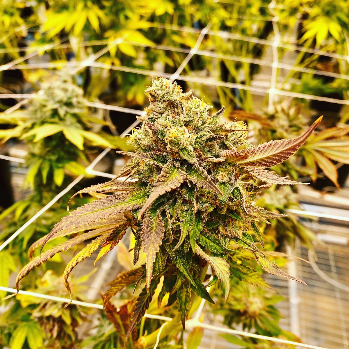 FarmsSolaris's tweet photo. New Gelato 33 looks fierce💪🏻

🚫KEEP OUT OF REACH OF CHILDREN. FOR USE BY ADULTS OF 21 YEARS OF AGE AND OLDER. #fresh #LasVegas #weekendvibes #cannabiscommunity #weedlovers #weedsociety #newproductalert #fresh #cannabis #fire  #news #nowplaying #instacannabis @Michael_Sassano https://t.co/VE1ejd0cHI