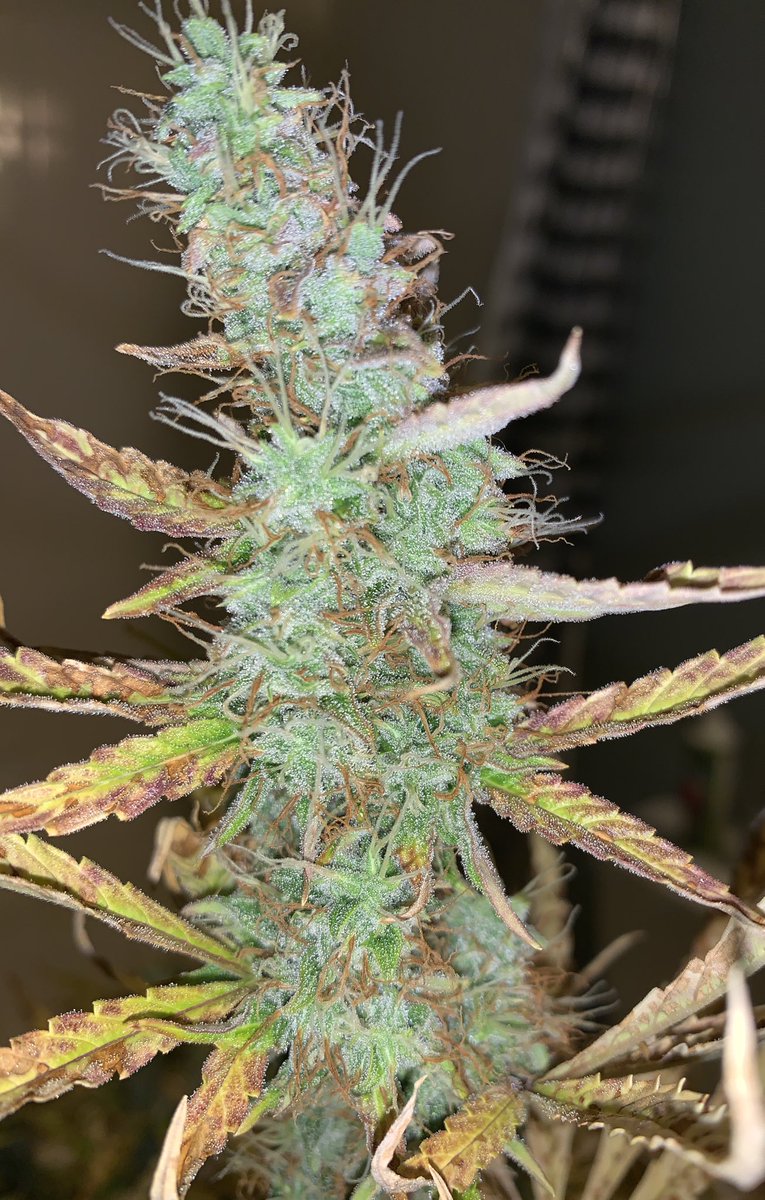_GWG__'s tweet photo. #moneymaker #autoflowering  #homegrown #week11 https://t.co/FDrEoo8GGc