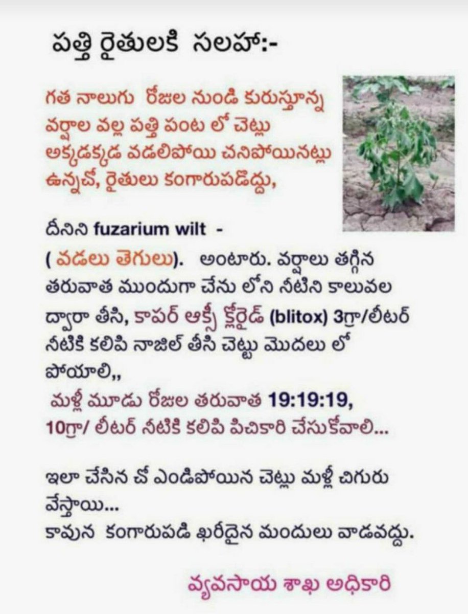 KarimnagarDAO's tweet photo. Alert message to cotton farmers in view of continuous rains in the district. https://t.co/cWV6aChVq4