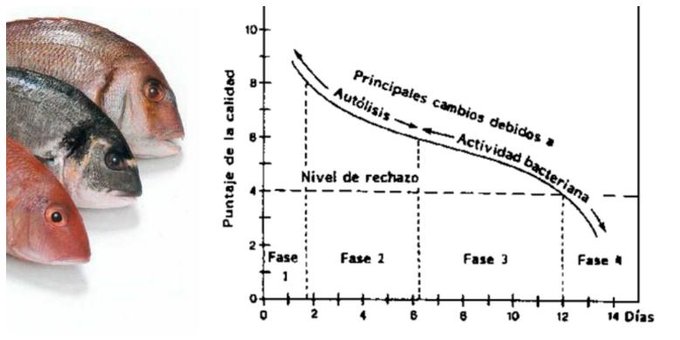 El pescado dura más tiempo del que a veces pensamos (desde la captura). Su deterioro se produce por la acción de enzimas y bacterias->cambios en la grasa y las proteínas-> alteran aspecto, olor, sabor, textura:• Fase1: • Fase2: •Fase3: •Fase4:  #gominolasdepeseta