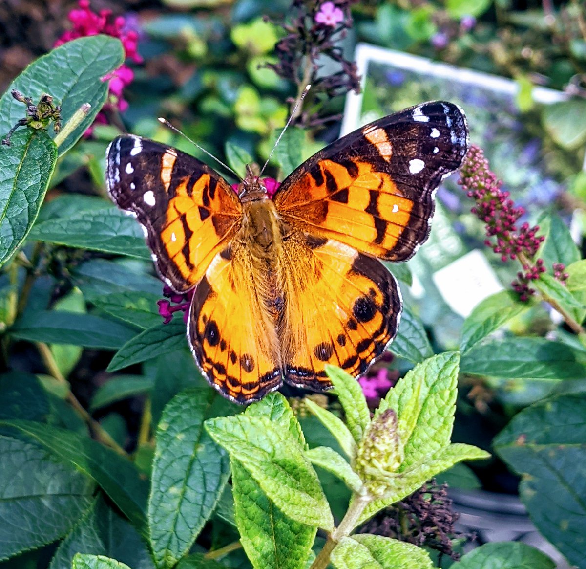 MitchellNursery's tweet photo. #SeenAtMitchells #Butterflies #PaintedLadyButterfly #PrettyPollinators #pollinators https://t.co/jCAyZdANzc