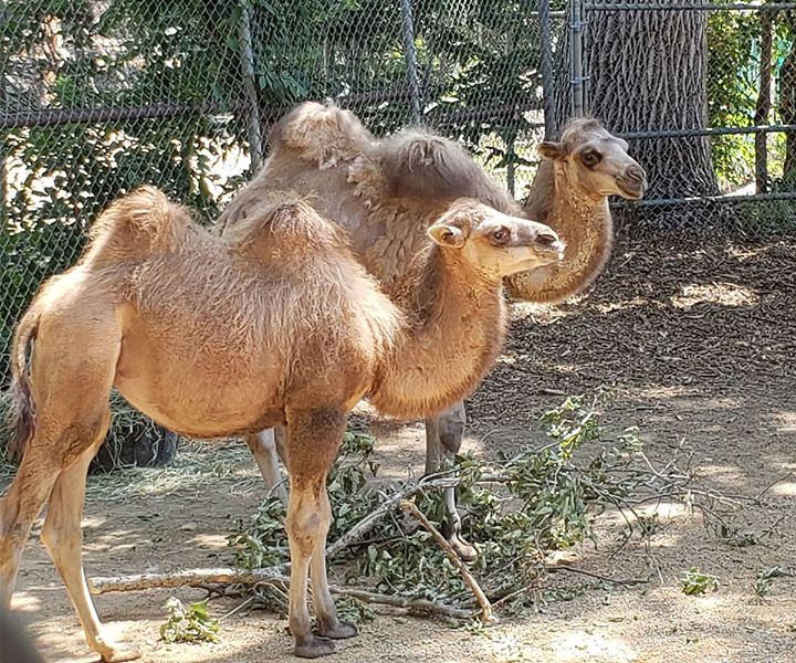 DenverZoo's tweet photo. Please join us in welcoming two 3-month-old 🐫  babies, Hagrid and Sprout! Hagrid, the male, is outgoing &amp; playful; Sprout, the girl, is sweet and shy—but holds her ground when she needs to! Look out for these two fuzzy friends across from Giraffe Meadow. https://t.co/3fF1yB5n92 https://t.co/o144fX3GxZ