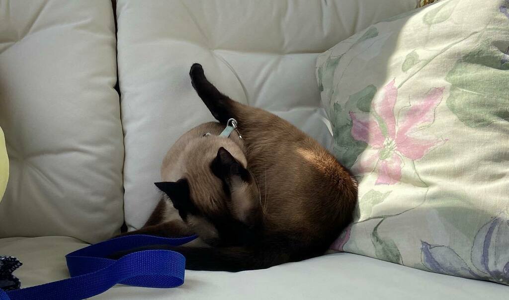 PopokiKitty's tweet photo. For those curious about the answer to yesterday’s bonus points question... #cutestcatscommunity #kitty #kittykitty #catlife #siamese #cuteanimals #animallovers #catsofinsta #ilovecats #kittylovers #kittylife #catsonline #siameselife #siamesecats #siamese… https://t.co/wBhGPWFLd9 https://t.co/AofWPKA66S