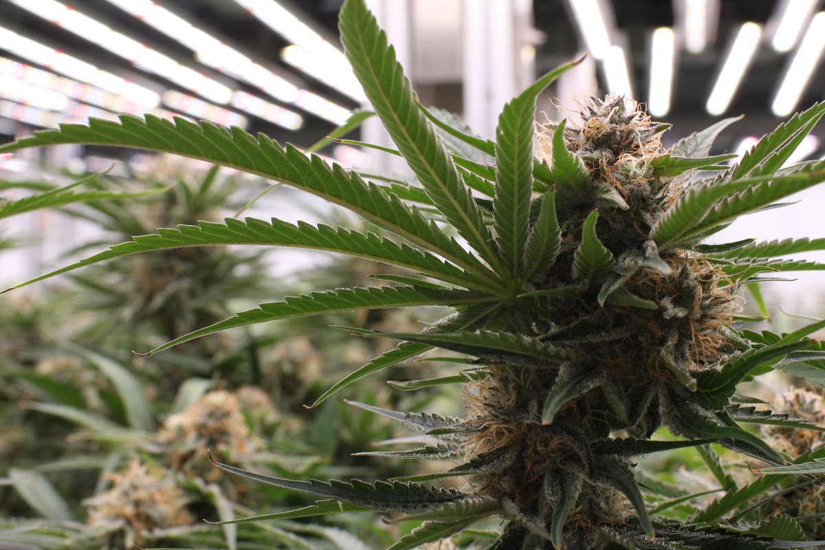 Some sativa Koffee Breath looking oh so scrumptious.
-
#monarchgrow #plantpeopleplanet #cannabislove #aeroponic #sustainablecannabis #washingtoncannabis #cannabisgrow #cannabisplant #cannabisindustry #cannabissativa