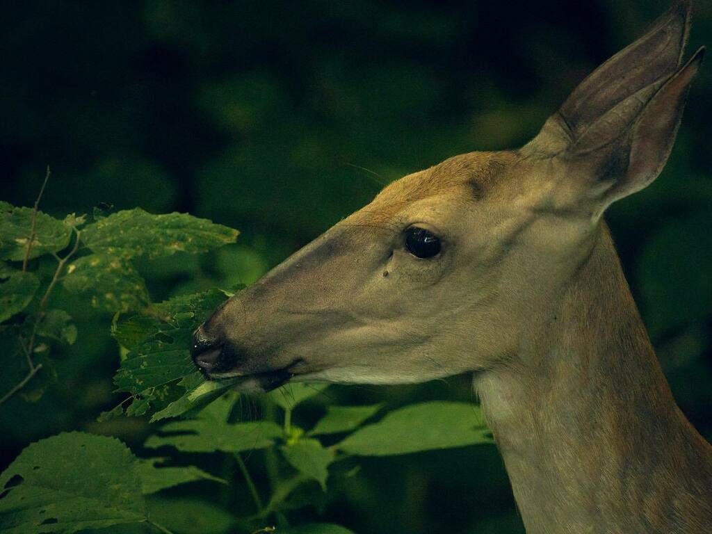 Nom nom nom....
.
.
.
#vegitarianfood #deer #naturephotography #naturephotographer #amaturephotographer #amaturephotography #omaha #omahaartist #omahaphotographer instagr.am/p/CD39403B7AW/