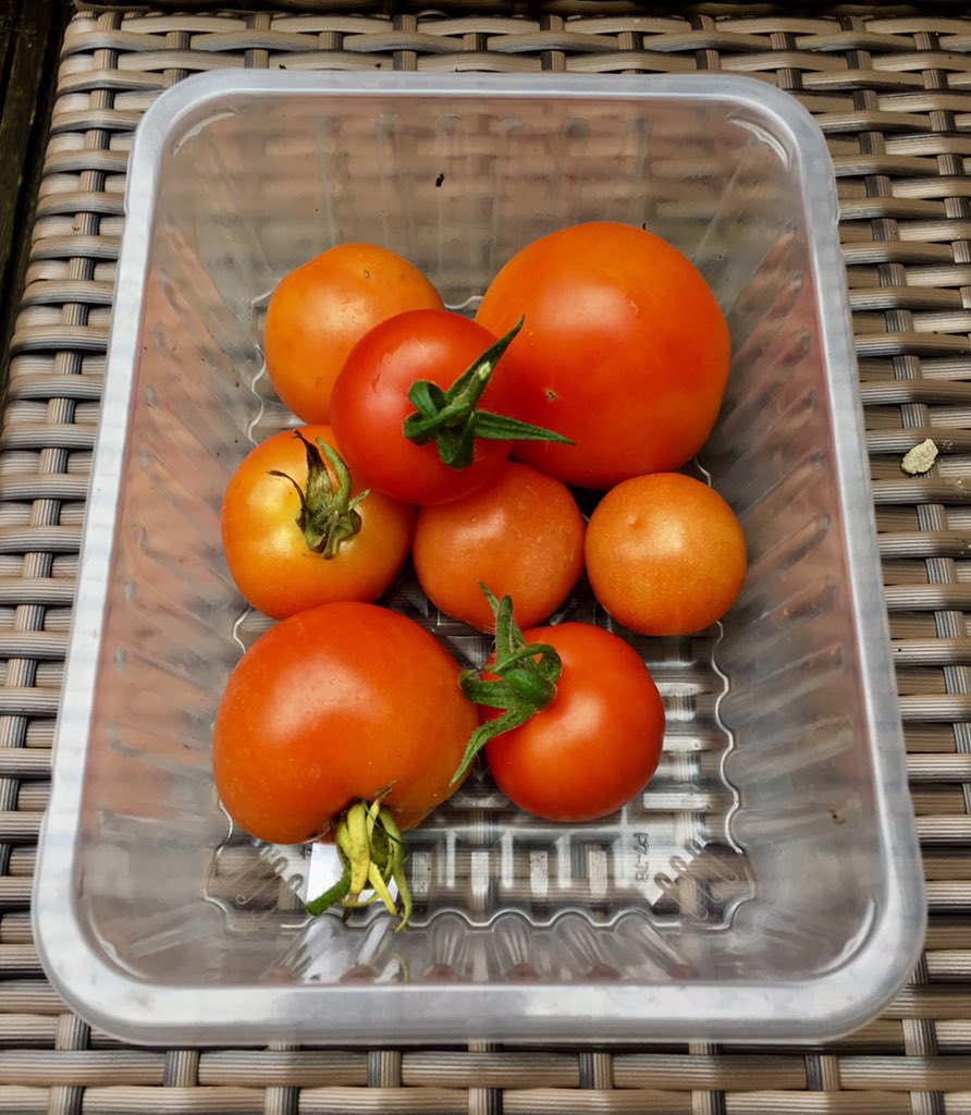 IT'S HAPPENING! My first ever tomatoes! 