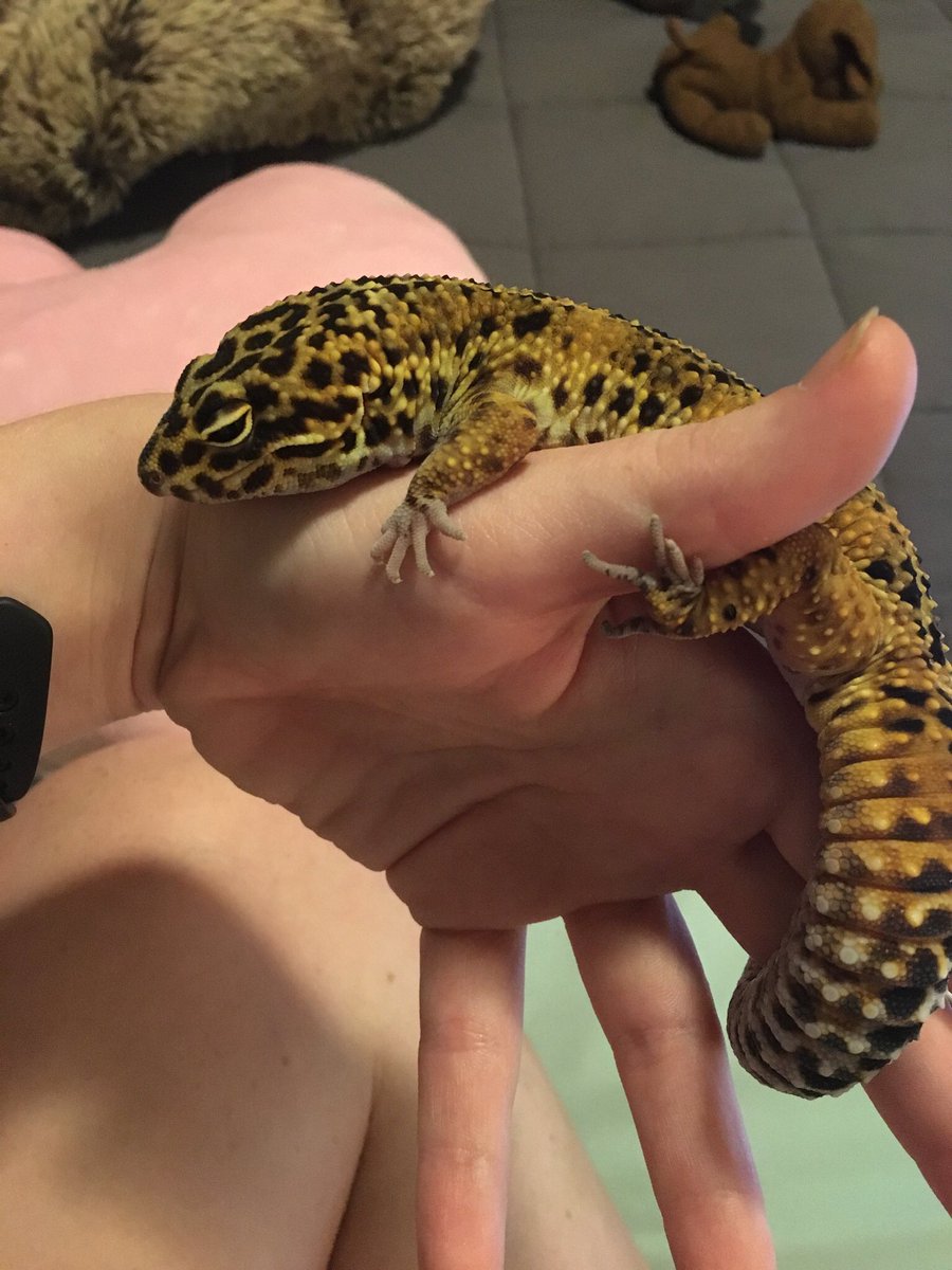 maeeeeelyn's tweet photo. it’s #WorldLizardDay so here’s my beautiful children ❤️🦎 https://t.co/EE239mZTCI