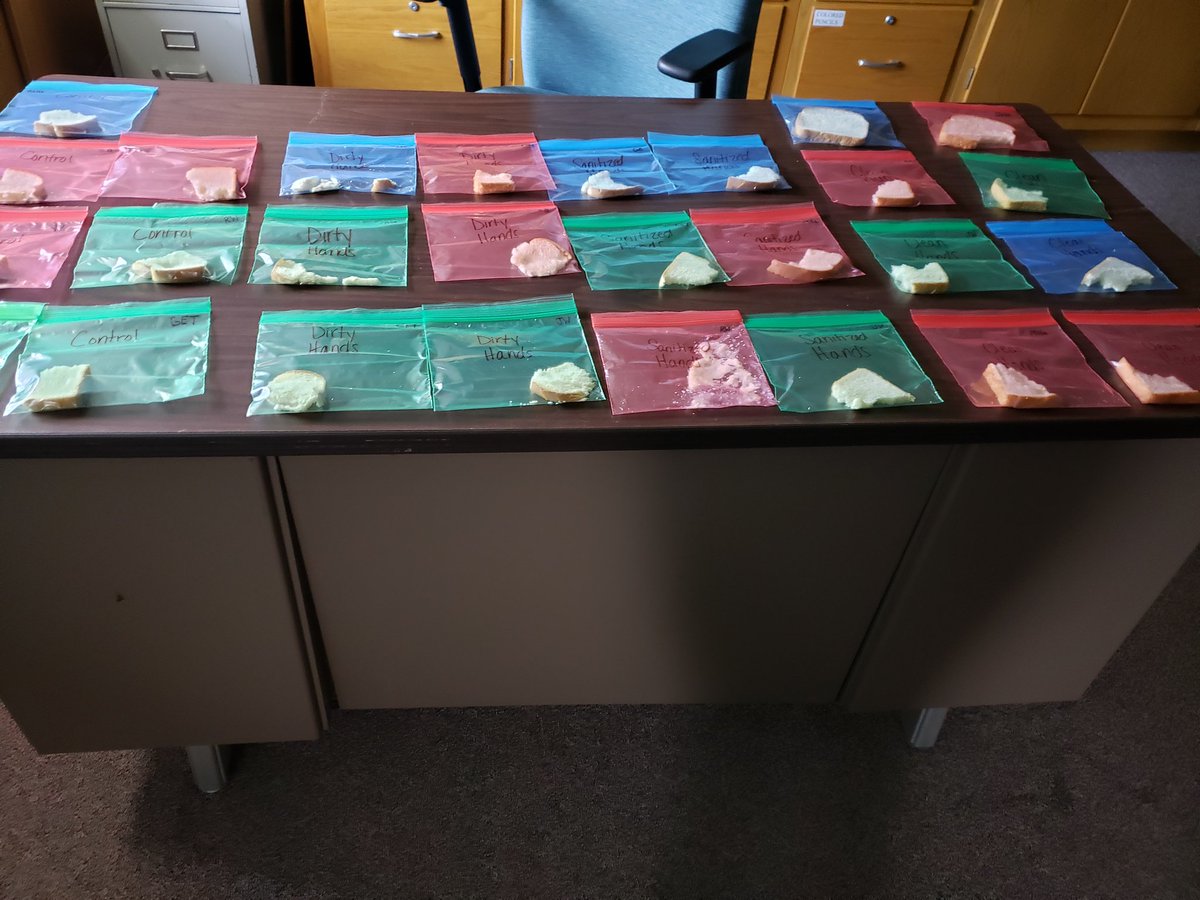 Sanders 3rd, 4th and 5th grade learning about germs using bread. <a href="/WayneTwpSuper/">Dr. Jeff Butts</a> <a href="/JenniferG_75/">Jennifer Garrett</a> @rinehartsped <a href="/SandersSELF/">Sanders SELF</a> <a href="/TarynJRichard/">Taryn Richard</a> <a href="/WayneTwpSchools/">We Are Wayne</a>