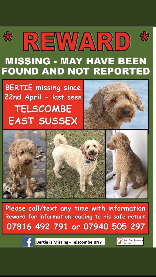 Catheri97355960's tweet photo. Please help retweet #FindBertie @bertie_is , please look 👀 out for Bertie this weekend. Call, take a picture. 🙏 Bertie could be alone or with someone. #Southdownnationalpark #Windchester #Sussex #Brighton #EastBourne #DogLost #ScanMe #PetTheftReform Thank you https://t.co/4Xs6c0iLbk