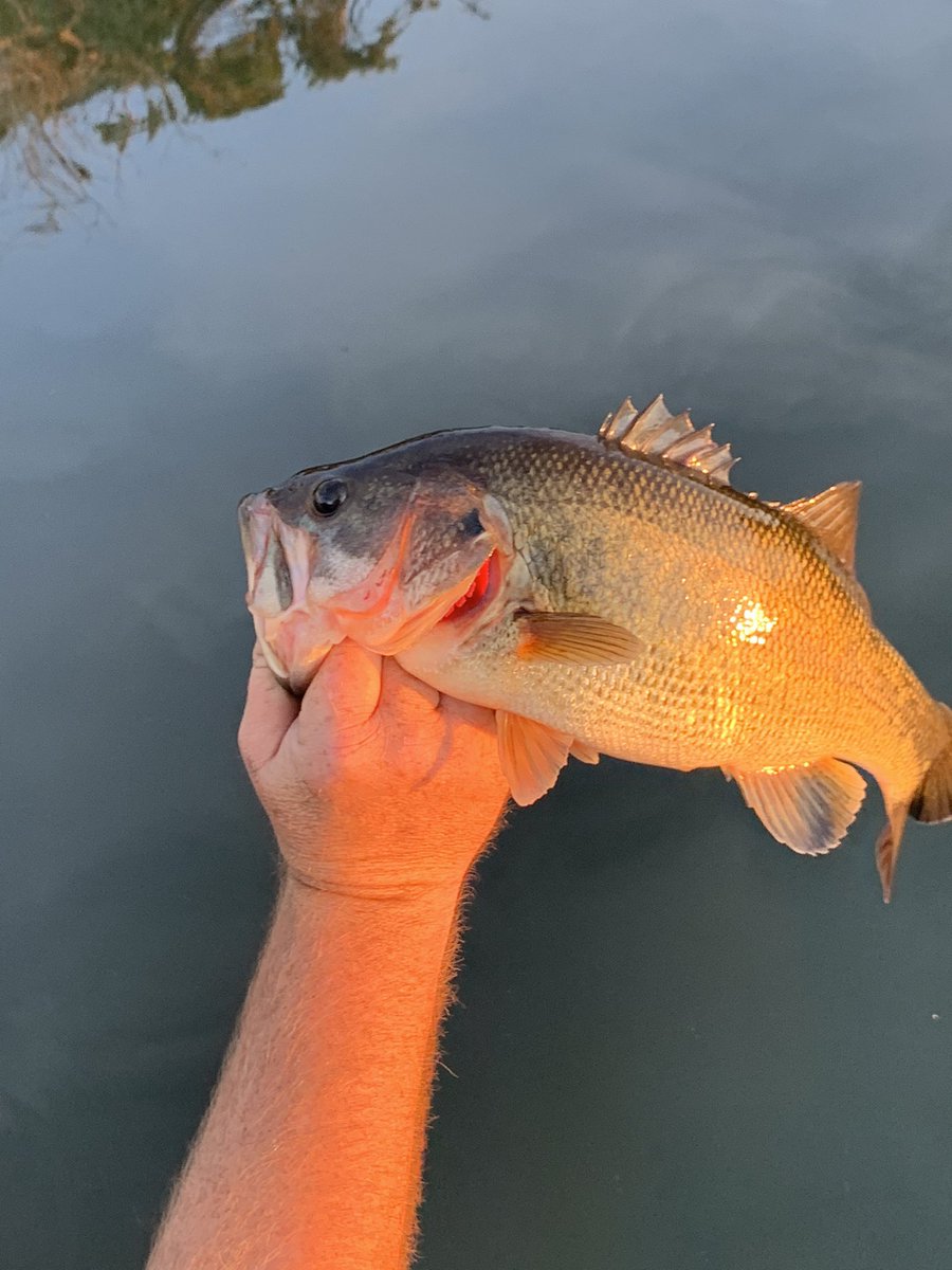 JNoutary's tweet photo. 3” Cigarillo Bait was just blistering the bass last night. Pre-order yours now MT Custom Baits on Facebook. #gethooked https://t.co/7OusaAr79u