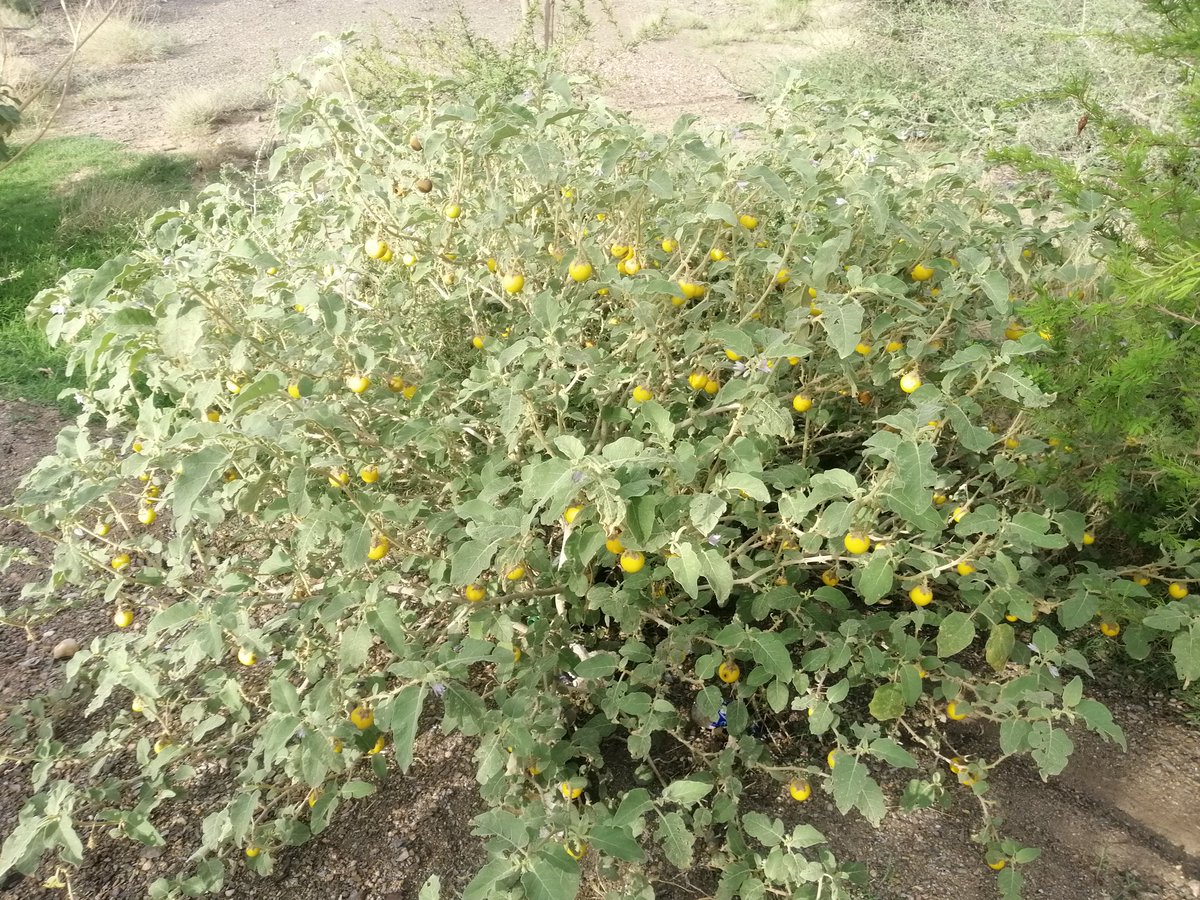 mub2day's tweet photo. @Toome644 @NajranRain @mm1ff38 @HAMEDAL63518071 @SaudiMagazine @rasshd111 زهور النقم طبية بامتياز
وهذي ثمارة https://t.co/lfhWd4wiD5