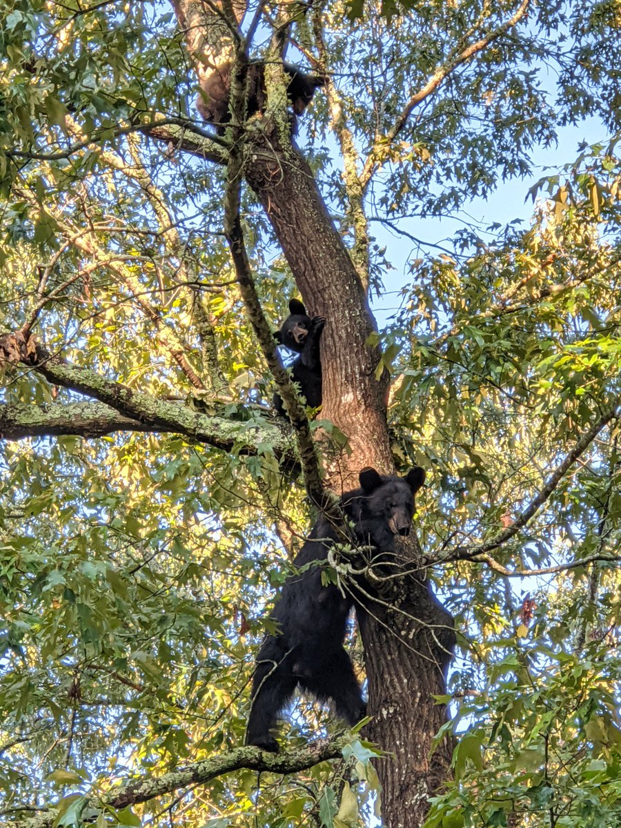 madychapman's tweet photo. And bears, oh my! 🌳🐻🥰 https://t.co/w2xN6Z6EJV