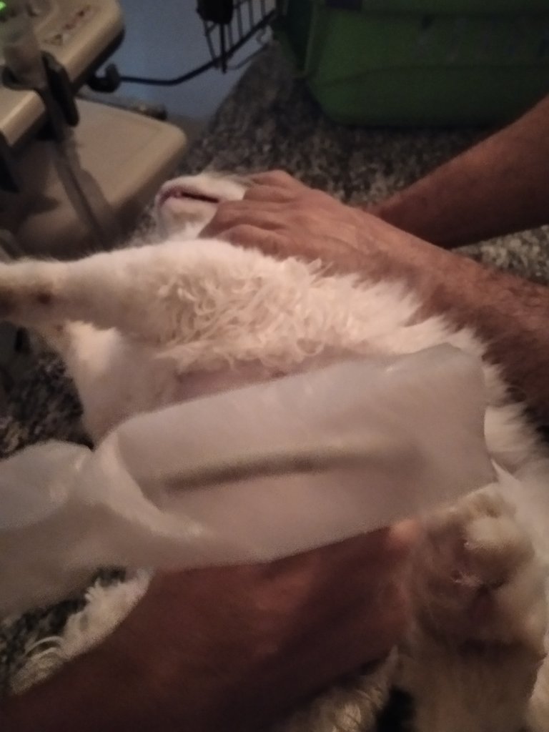 infinitoanimal's tweet photo. Por favor necesito ayuda no puedo cubrir el gasto de la clínica veterinaria dónde atendieron a camilo por el problema urinario Angeles por favor 🙏 lo que me puedan ayudar tenemos Paypal animalinfinito@gmail.com pago móvil BANESCO 04242739721 -11682324 RT @PerroUsuario https://t.co/EnsA7lsEa1