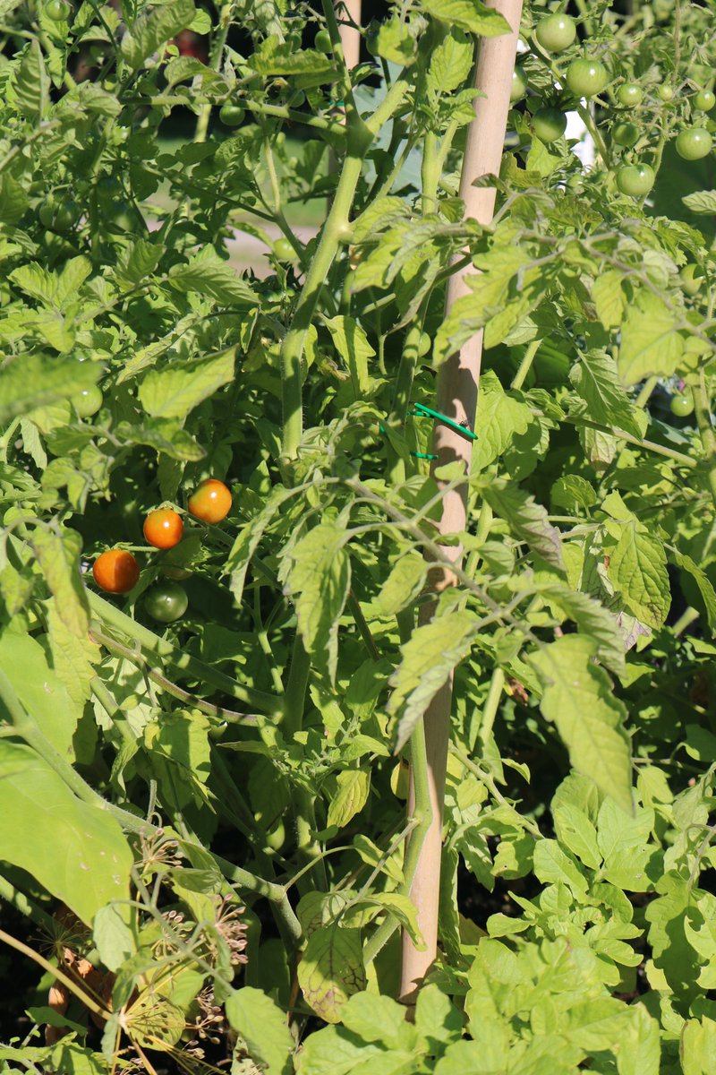 New photo album of Glendon Community Garden!🌱🌿🌳

Nouvel album photos du Jardin communautaire de <a href="/GlendonCampus/">Glendon Campus YorkU</a> 

facebook.com/pg/glendongard…