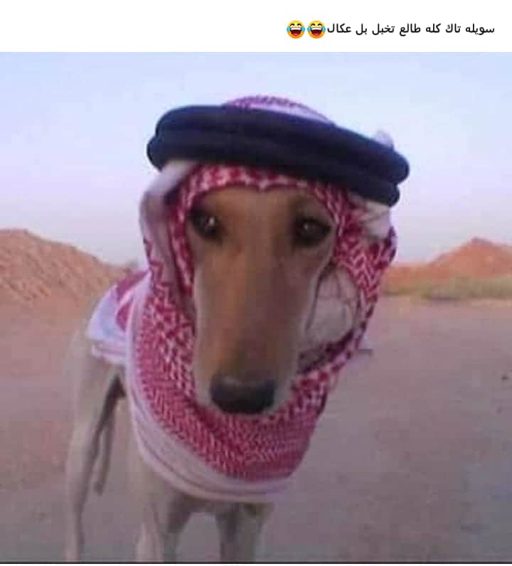 الغريب ان البراز الاسرائيلي يتم تناوله من قبل القاده الاماراتيين سراً منذ زمن ليس بقصير الجديد هنا انهم اعلنوا ان طعم البراز رائع ولايمكن ان يتخلوا عنه