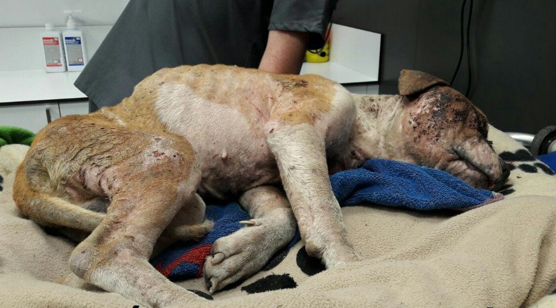 fapamadrid's tweet photo. ¿Que sienten al ver a este perro maltratado cruelmente? @Jccampm @justiciagob ¿No sienten que en sus manos está el cambio que se necesita para que el culpable entre en prisión? 
#PrisiónMaltratoAnimal   No olviden la foto https://t.co/Le8VS61AaP