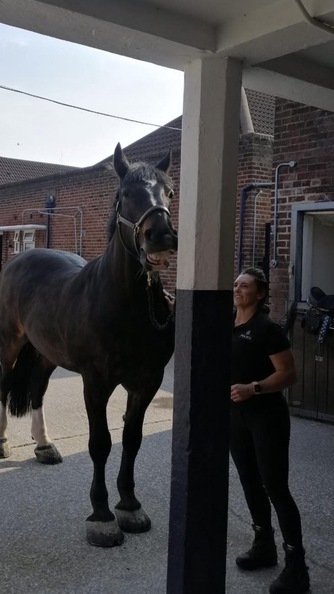Major enjoying his pre patrol groom a little bit too much, but doesn’t he look handsome! He is patrol with Jake again this evening. #StandTall #PHMajor #ThatsTheSpot #VeryHandsome