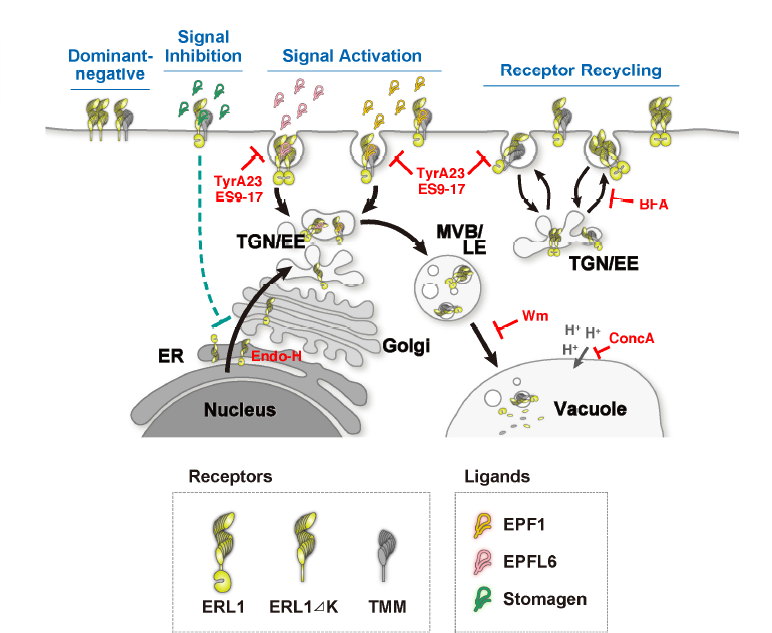 Stomata_Tweets's tweet photo. Finally in @eLife. The manifold actions of signaling peptides on subcellular dynamics of a receptor specify stomatal cell fate. Congrats, all🌱🔬! https://t.co/R7WtxXgPc4 https://t.co/qWsxVEJf8C