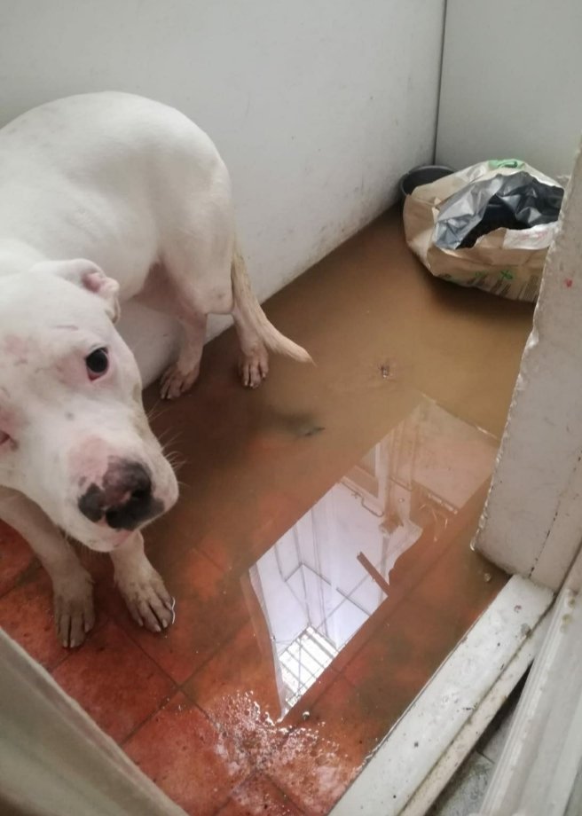 Este perro  vivia entre su horines en un patio de luces  y recibiendo palizas  los dueños salieron imne.
Basta ya!!!!
Queremos una ley dura para el maltratador.
✊🏻 <a href="/Jccampm/">Juan Carlos Campo</a>, <a href="/justiciagob/">Ministerio de la Presidencia, Justicia y R. Cortes</a>, exigimos edurecer la pena por maltrato animal!

#PrisiónMaltratoAnimal