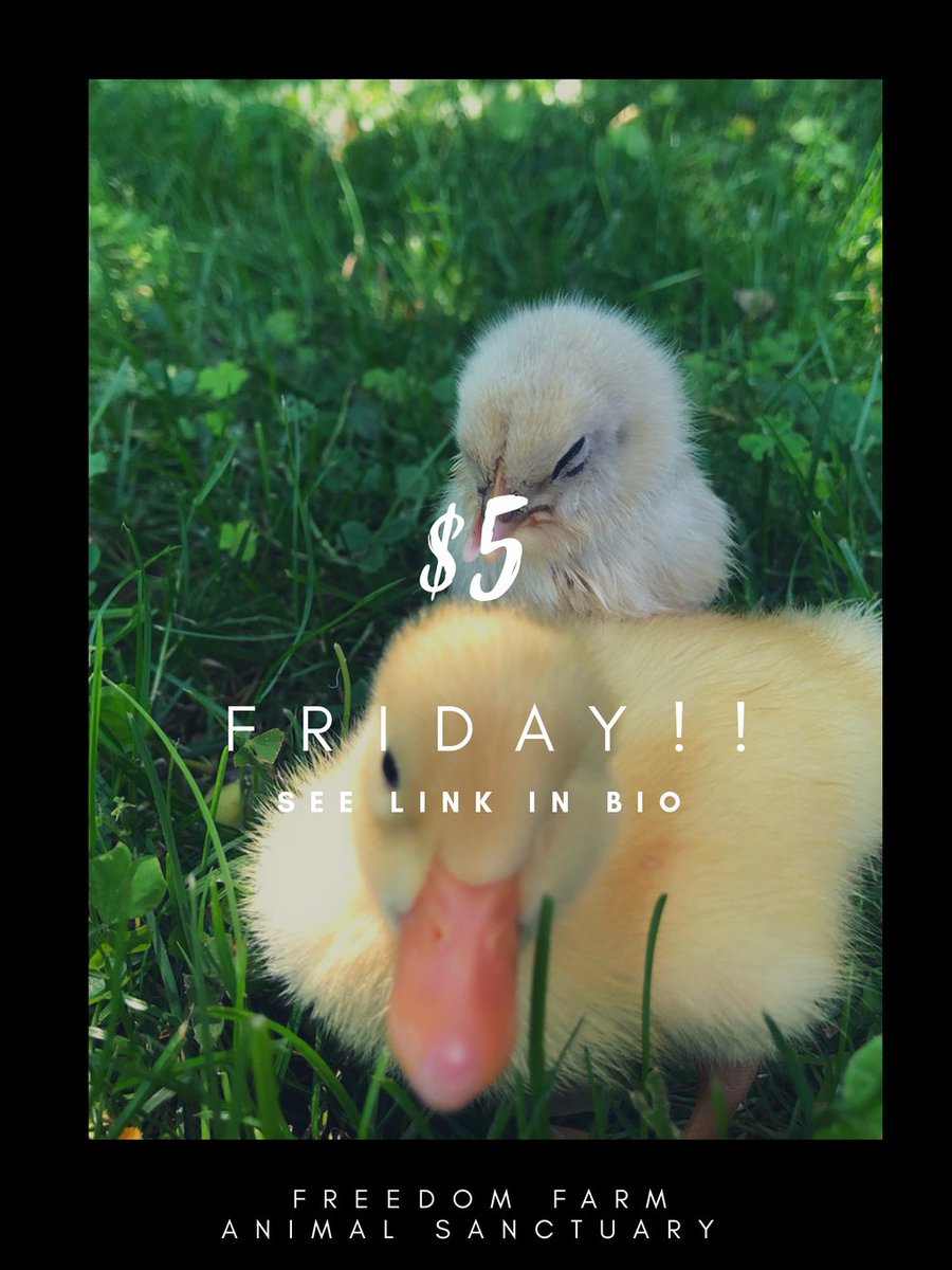 MiskellaLisa's tweet photo. Willie and Lemonade are ready for the weekend! Today is our $5 Friday! Your donation keep the farm running and allow us to rescue more precious animals like Willie and Lemonade💛
https://t.co/VP0eQkOdm1 https://t.co/uJQFzJ6ckR