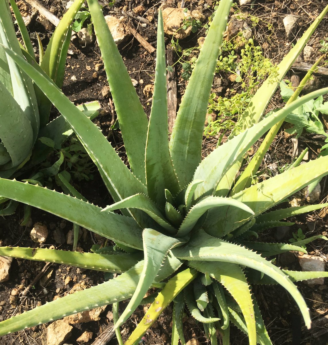 UniveraNation's tweet photo. Univera aloe provides enhanced bioactive power for immune and digestive health 🌿
#digestionhealth #guthealth #healthiswealth #univeraaloe #univera #univeranation #aloevera #onetruth #aloe #aloepower #healthylifestyle https://t.co/Dz32kMbU5d