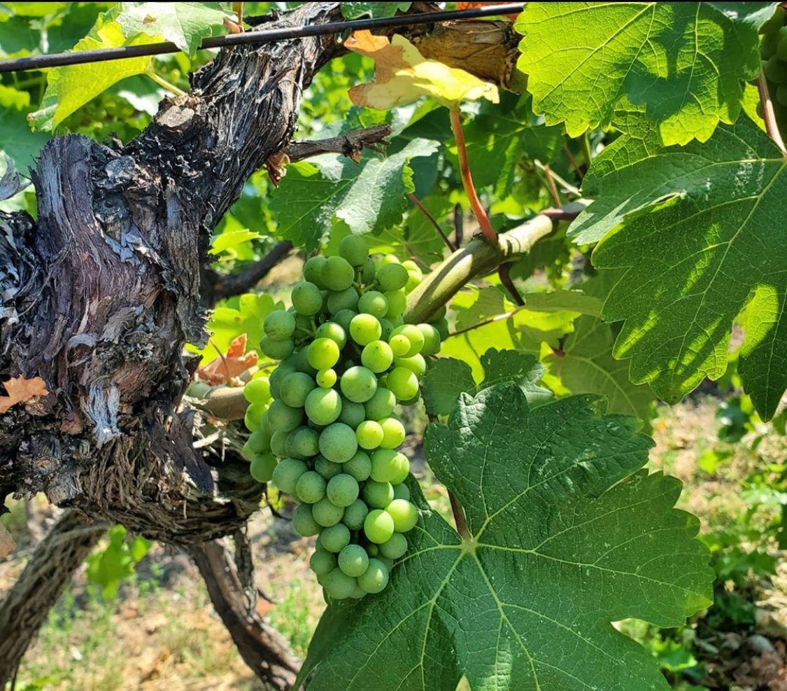 At @stags_hollow_winery in #OKFalls their grape clusters are growing and getting closer to veraison where you'll see these go from green to gold in colour! Don't forget to book your tasting experience with them so you don't miss out! #OKWineFests
