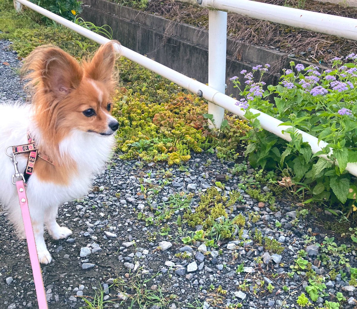 アマリリス 猛暑 とはいえ ８月も中旬 日が短くなった 朝４時半にならないと明るくならない 暗い時間の散歩はリリは誤飲誤食の危険があるので危険 ５時前に散歩に行くと ヒンヤリしてて 涼しい風も感じられ 別荘気分を味わえる 朝の散歩は