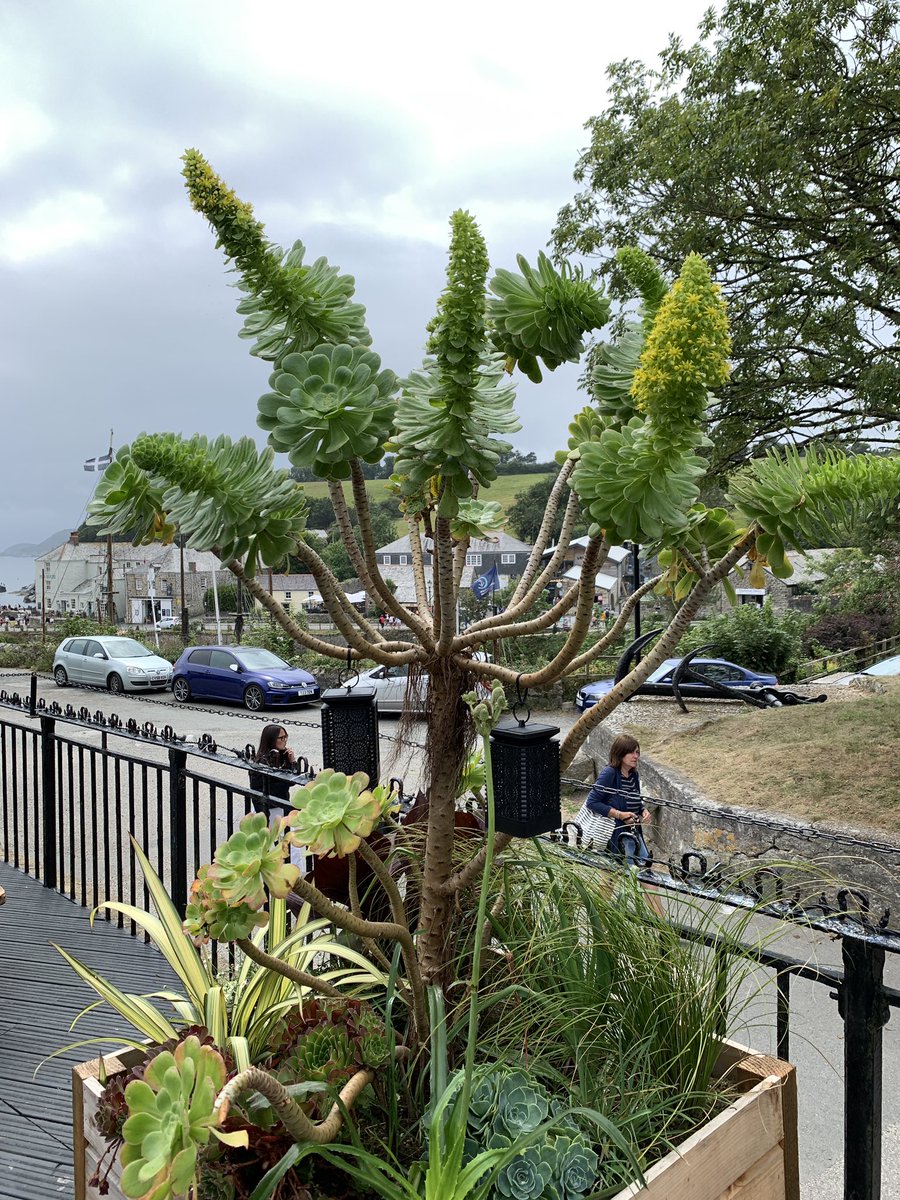 Cluckmuckcook's tweet photo. Plant experts we saw this lovely succulent tree . Any ideas what it’s called we would love to buy one . Thank you #succulents #succulenttree @mr_plantgeek #namesthatplant https://t.co/0dfr0MKTVp